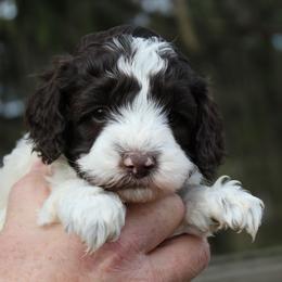 Australian Labradoodle Puppies from IvyLane Labradoodles
