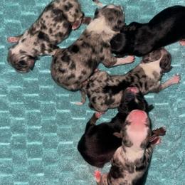 Race - Blue merle male Miniature American Shepherd puppy in Covington County, Alabama from Sweetbay Aussies/ Miniature American Shepherds