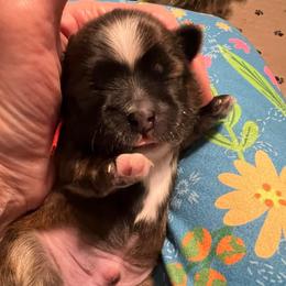 Red Collar- Sawyer - Brindle and white male Shorkie puppy in Mays Landing, New Jersey from Fancy Paws Shorkies & Shih Tzus