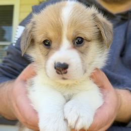 Blue - Red male Pembroke Welsh Corgi puppy in Cumming, Georgia from Cottage Hill Corgis
