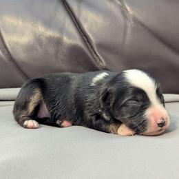 Isetta - Black tri female Toy Australian Shepherd puppy in Mountain Home, Idaho from LJK Boxers & Toy Aussies