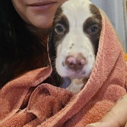 Boykin Spaniel and English Springer Spaniel Puppies from 31 Pines Springers & Retrievers