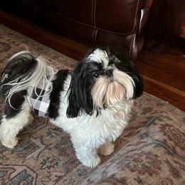 Odin - Shih Tzu