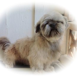 Lukas - Shih Tzu