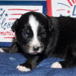 Paul Revere - Black tri male Miniature Australian Shepherd puppy in Kissee Mills, Missouri from Clinkenbeard Kennel