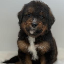 Girl 1 - Tri-color female Bernedoodle puppy in Montverde, Florida from Central Florida Bernedoodles