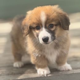 Woody (Full Fluffy) - Sable and white male American Corgi puppy in East Oakdale, California from Rhettro Kennels
