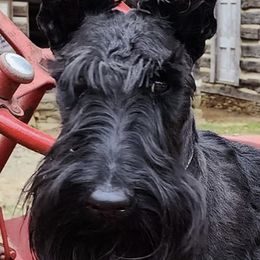 Scottish Terriers from Jacglen Scottish Terriers SC