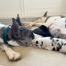 Great Dane Puppies from Altitude Great Danes