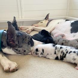 Great Dane Puppies from Altitude Great Danes