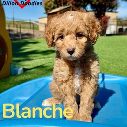 Blanche - Apricot female Goldendoodle puppy in Vacaville, California from Dillon Doodles
