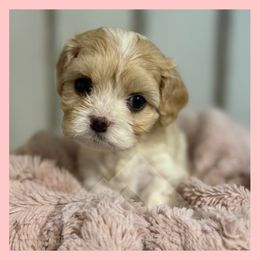 Girl 1 - Blenheim female Cavachon puppy in Smoot, Wyoming from Designer Mountain Mutts