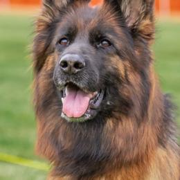 Sindy - German Shepherd