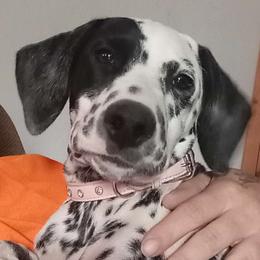 Briar Rose - Dalmatian