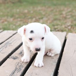 Nick - White male Jack Russell Terrier puppy in West Bend, Iowa from Blue Skies Terriers