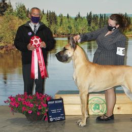 Great Dane All Grown Up from Great Alaskan Danes