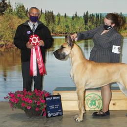 Great Dane All Grown Up from Great Alaskan Danes