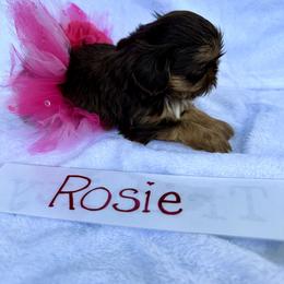 Shih Tzu Puppies from LaDawn’s Little Lions