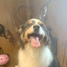 Boomer - Australian Shepherd