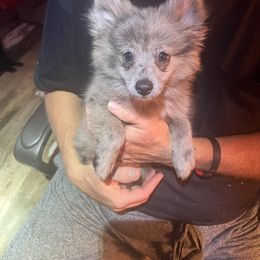 Spuds - Blue merle male Pomeranian puppy in Tekonsha, Michigan from Gosselin Acres