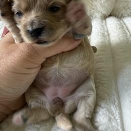 Monopoly - Apricot female Maltipoo puppy in Fredericktown, Missouri from Doodle Pups Fur-Ever