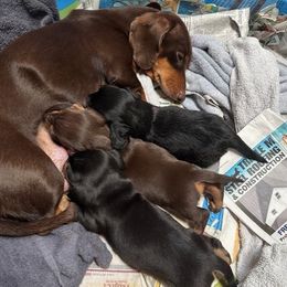 Dachshund puppies from Doxie Acres