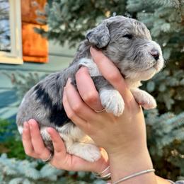 Merle girl - Blue merle female Bernedoodle puppy in Blue Springs, Missouri from Jeanie’s Doodles