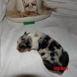 Green - Blue merle male Miniature Australian Shepherd puppy in Elkhart, Texas from Donaldson Dogz