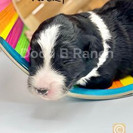 Aussiedoodle and Bordoodle Puppies from Dood B Ranch Doodles