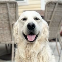 Max - Golden Retriever