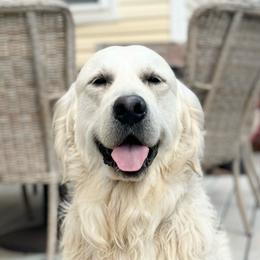 Max - Golden Retriever
