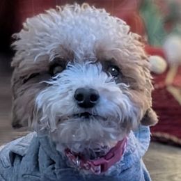 Cavapoos from Crystal Coast Cavapoodles