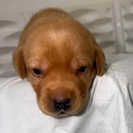 Valour Blue Collar - Yellow male Labrador Retriever puppy in Elloree, South Carolina from Moonlight Kennels LLC