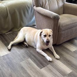 Lacy - Labrador Retriever