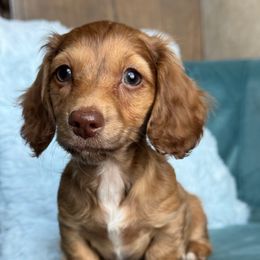 Edith (3500-AKC) - Chocolate female Dachshund puppy in Krum, Texas from Tired Chef Dachshunds