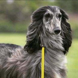 Aughra - Afghan Hound