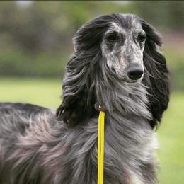 Aughra - Afghan Hound