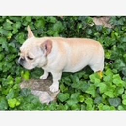 TATER - French Bulldog
