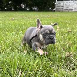 Hunter - Tricolors male French Bulldog puppy in Union City, Tennessee from West Tennesse Frenchies