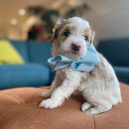 Havanese and Havapoo Puppies from Ladypawspuppies