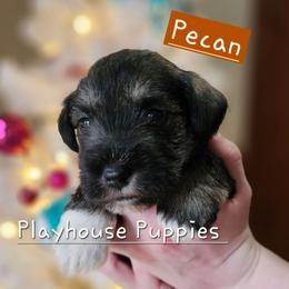 Pecan - Salt and pepper male Miniature Schnauzer puppy in Lebanon, Missouri from Playhouse Puppies