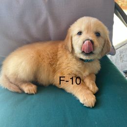 Turquoise - Golden female Golden Retriever puppy in Coppell, Texas from Emily Goetting