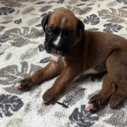 Sofie - Fawn female Boxer puppy in Rochester, Washington from Holly's Boxers of Rochester