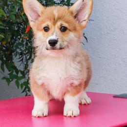Boy 5 - Red male Pembroke Welsh Corgi puppy in Caliente, California from Rafter Cross 7