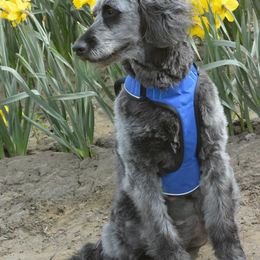 Goldendoodles from Love2Doodle