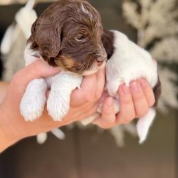 Boa - Brown and white female Bernedoodle puppy in Salt Lake County, Utah from Coco Avenue Pups