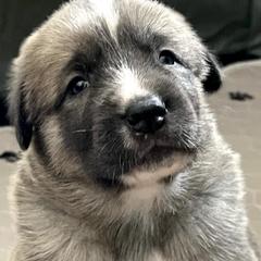 Anatolian Shepherd Dogs from Stonecoat Farm Anatolians