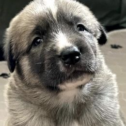 Anatolian Shepherd Dogs from Stonecoat Farm Anatolians