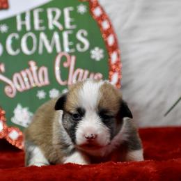Tinsel - Sable female Pembroke Welsh Corgi puppy in Gober, Texas from Trigger Time Kennels
