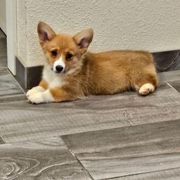 Hermonie - Red female Pembroke Welsh Corgi puppy in Kiowa, Colorado from Cool Water Corgis LLC